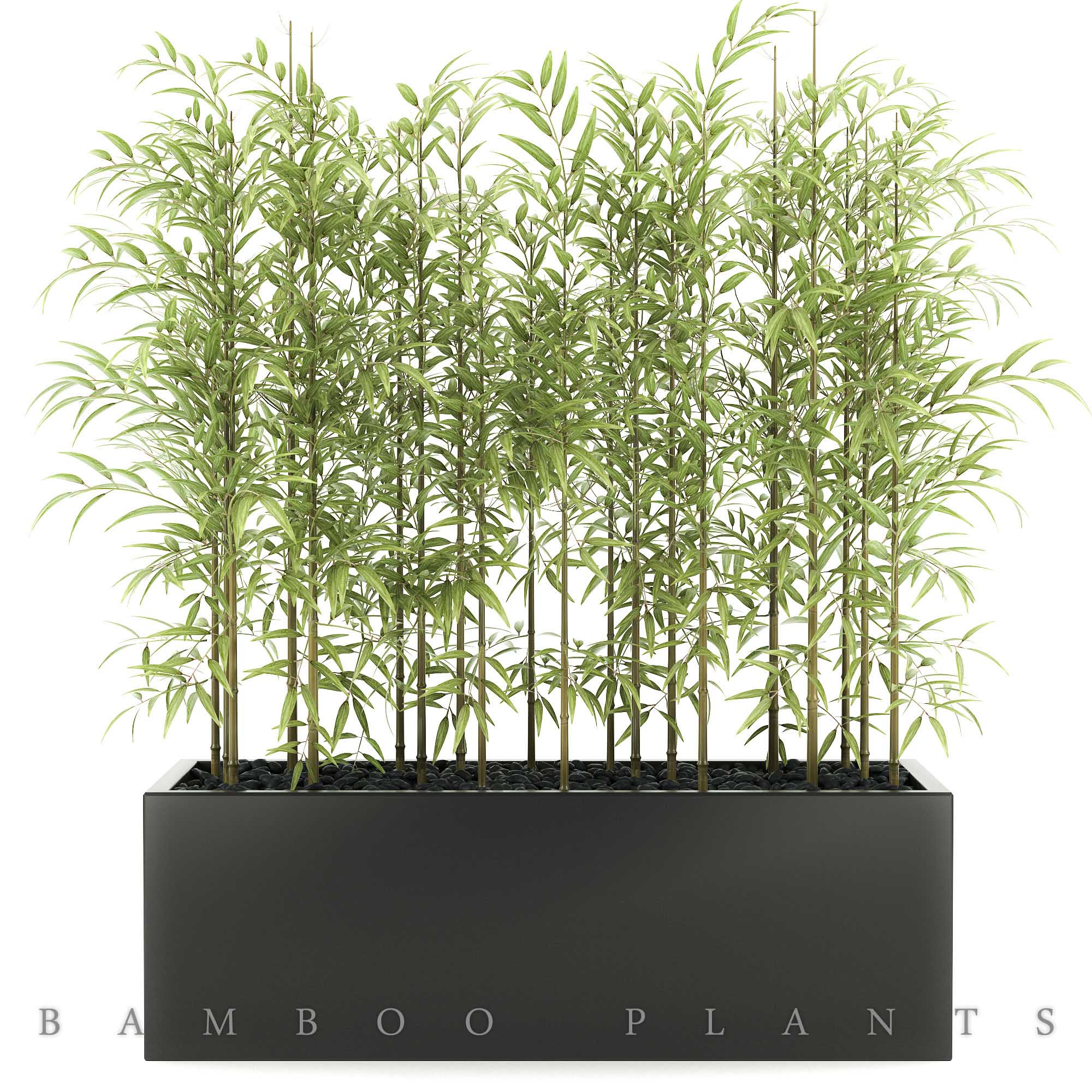 Pro3DSkyBambooPlants49 آموزش مدلسازی، آموزش رندرینگ